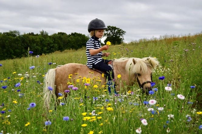 small child sat on a small horse in flower field