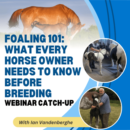 Foaling 101: What Every Horse Owner Needs to Know Before Breeding with Ian Vandenberghe