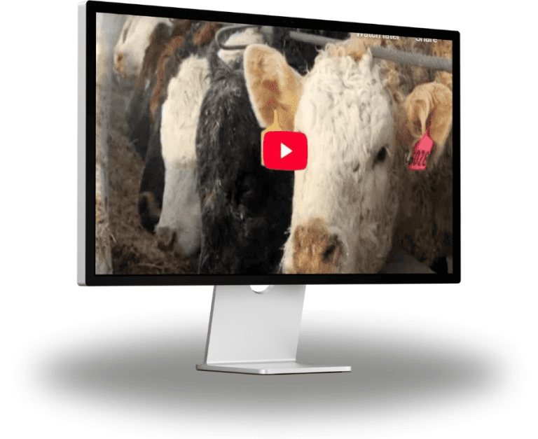 Horsemanship Essentials – Phobia Of Cows