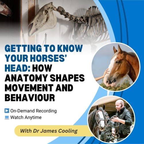 Getting to Know Your Horses Head: How Anatomy Shapes Movement and Behaviour with Dr James Cooling